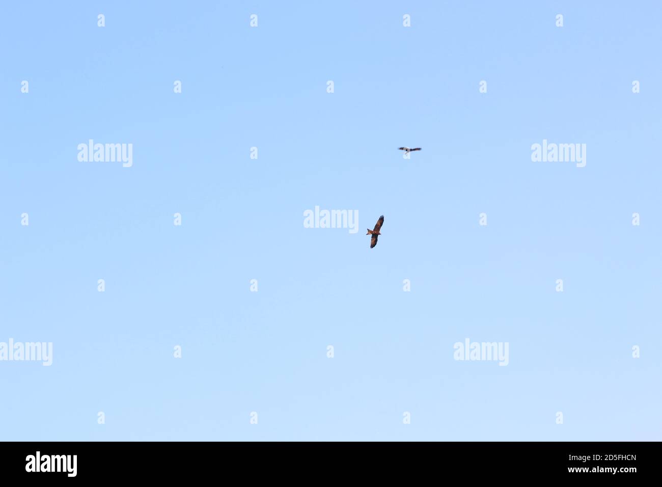Der schöne Adler fliegt in den Himmel. Stockfoto