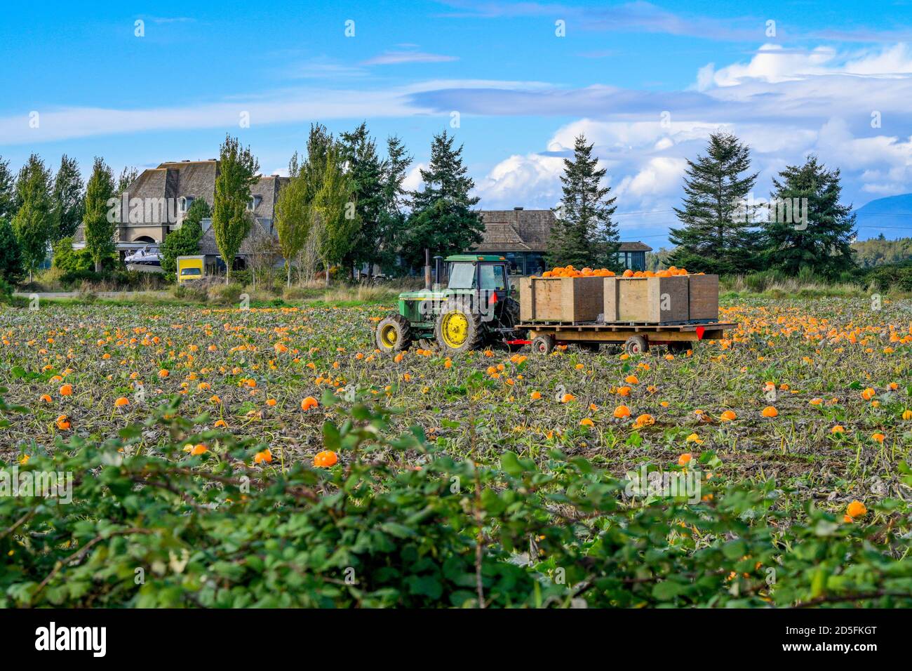 Pumpkin Farm, Erntezeit, Surrey, British Columbia, Kanada Stockfoto