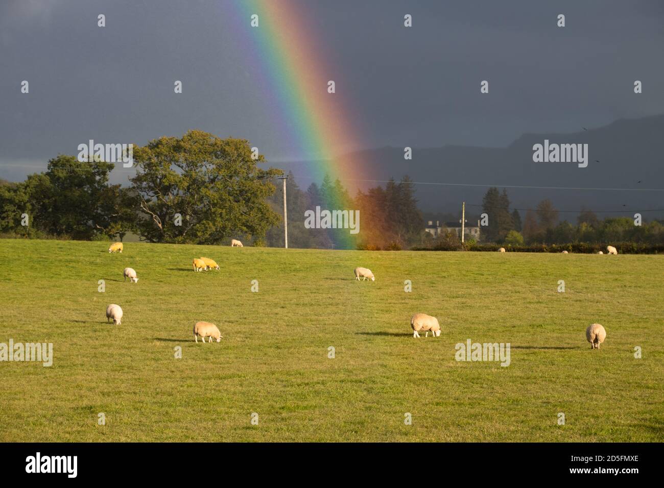 Croftamie, Stirlingshire, Schottland, Großbritannien. Oktober 2020. UK Wetter - atemberaubende Regenbogen während einer kurzen scharfen Dusche in Croftamie, Stirlingshire, Schottland Credit: Kay Roxby/Alamy Live News Stockfoto