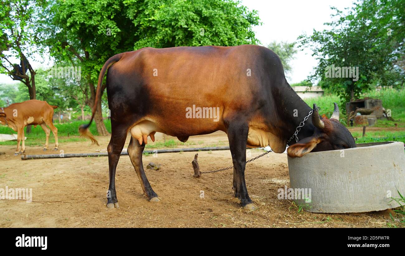Kuh, die Futter in einem Bauernfeld frisst. In Rajasthan ist die Tierhaltung die Haupteinnahmequelle der Bauern im Dorf. Stockfoto