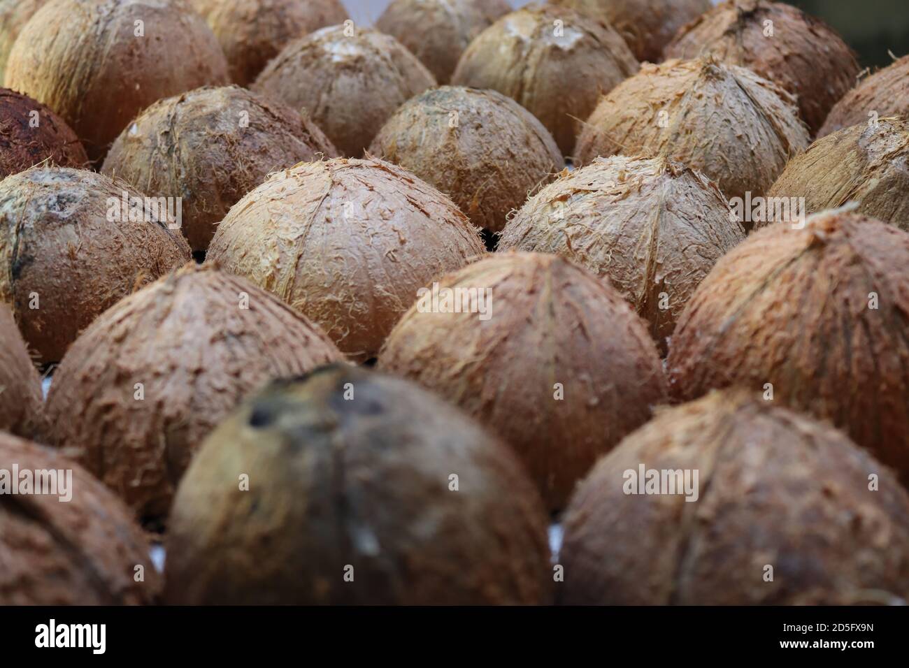 Das sind Kokosnussschalen. Nach dem Sammeln von Kokosnussspread können wir diese Muscheln sehen. Diese Schalen sind bereit für die meisten kreativen handgefertigten Artikel. Stockfoto