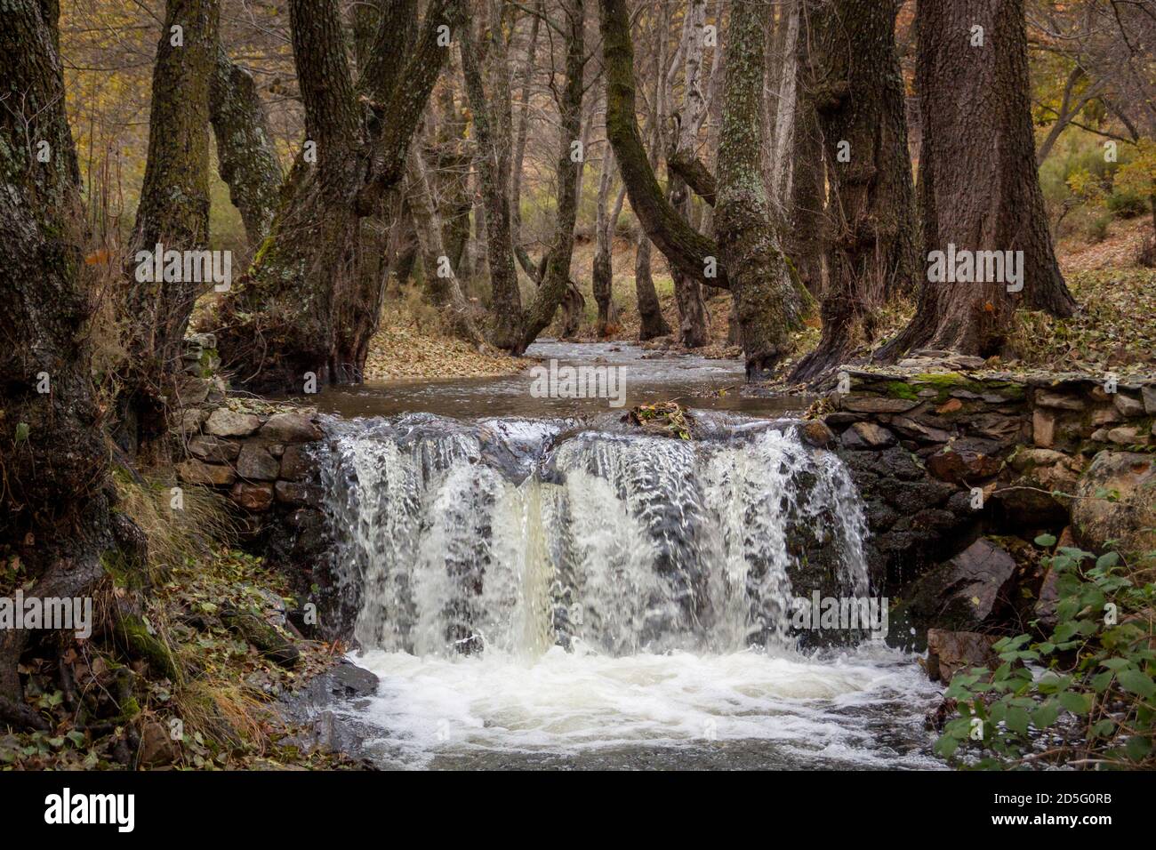 Herbstlandschaft aus Schnee und Wald in der Sierra del Rincón. Sierra norte in der Gemeinde Madrid, Spanien. Stockfoto