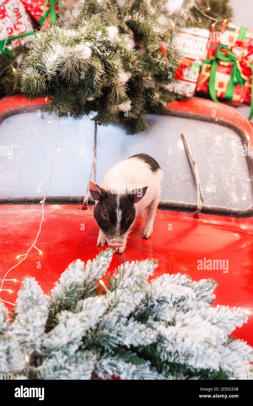 Ein kleines hausgemachtes Mini-Schwein auf einem roten Retro-Auto mit Zweigen von Weihnachtsbäumen, Girlanden, Geschenkschachteln in weiß-grünen Farben Geschenkpapier geschmückt, Stockfoto