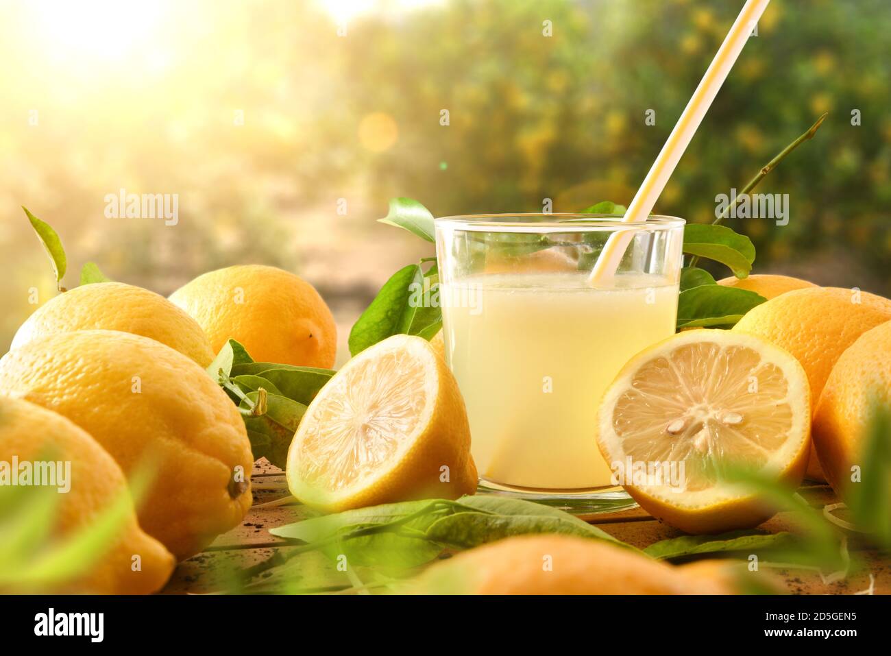Frisch gepresster Saft auf einem Holztisch voller Zitronen mit Zitronenbäumen im Hintergrund und Sonnenlicht. Vorderansicht. Horizontale Zusammensetzung. Stockfoto