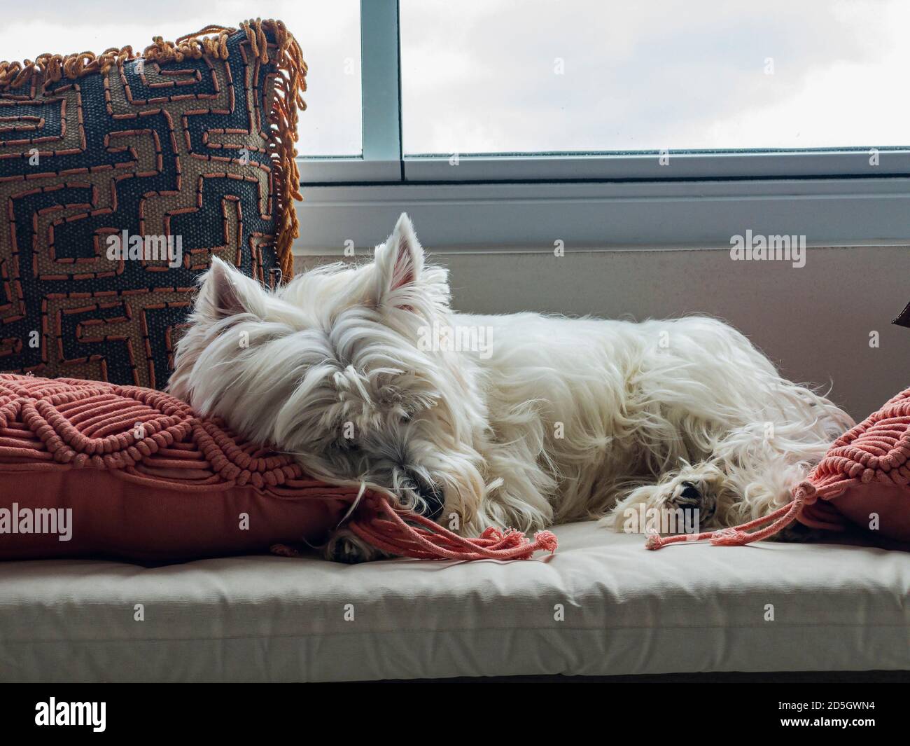 Hund schläft in seinem Bett. Stockfoto