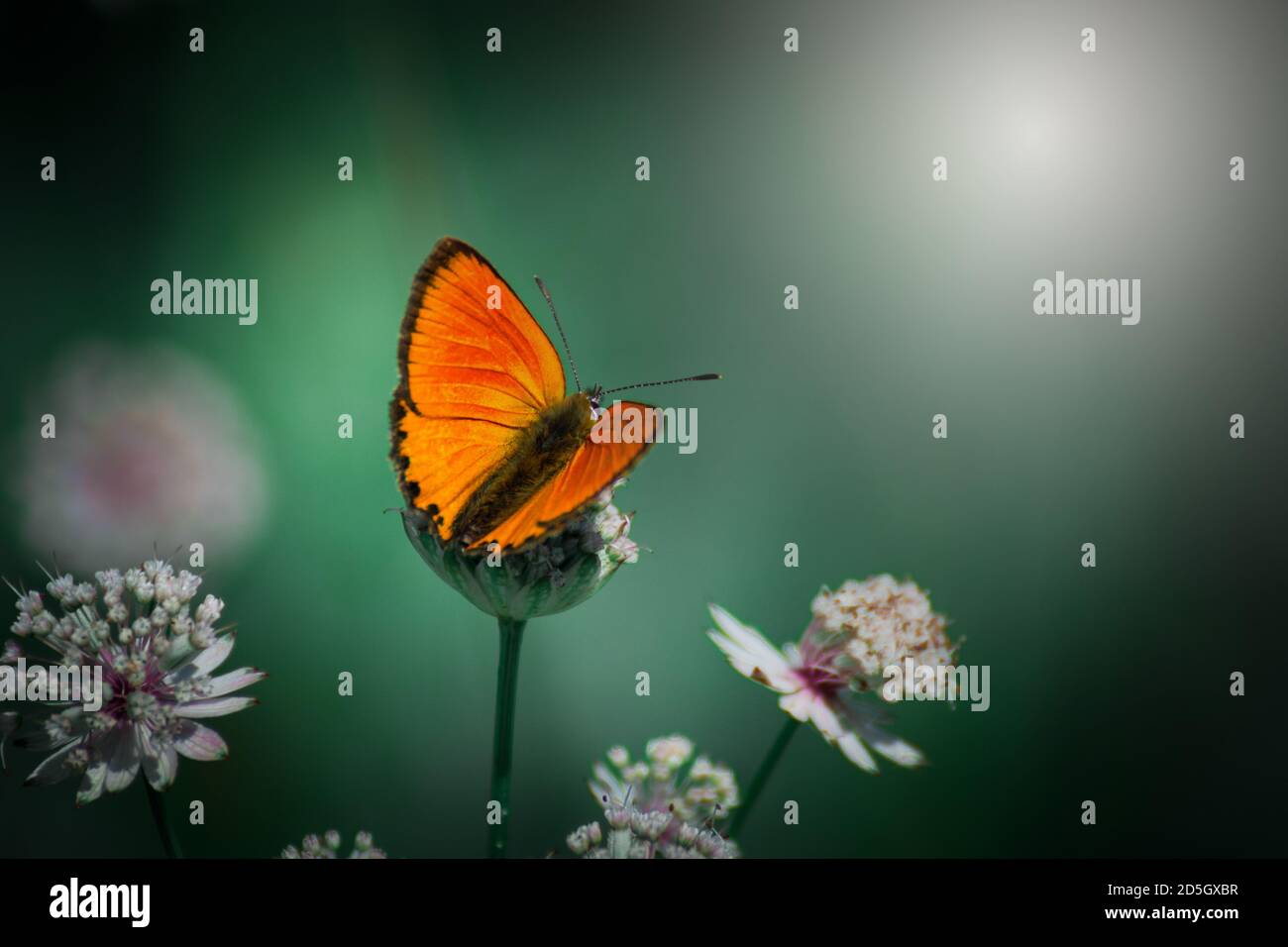 Schmetterling sitzt auf Wiesenblumen. Stockfoto