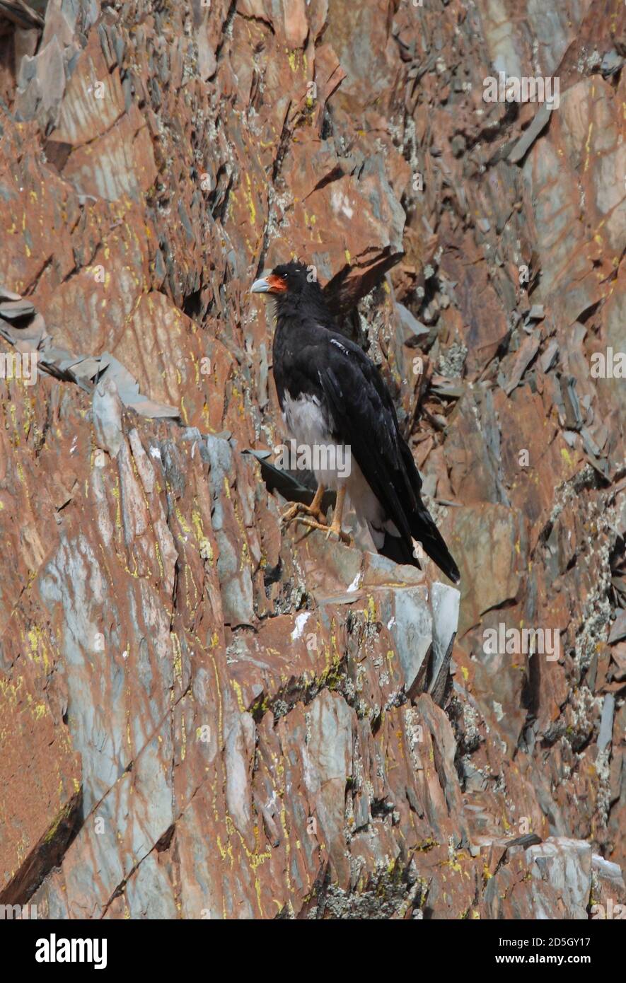 Berg Caracara (Phalcoboenus megalopterus) Erwachsene thront auf Felsvorsprung Salta, Argentinien Januar Stockfoto