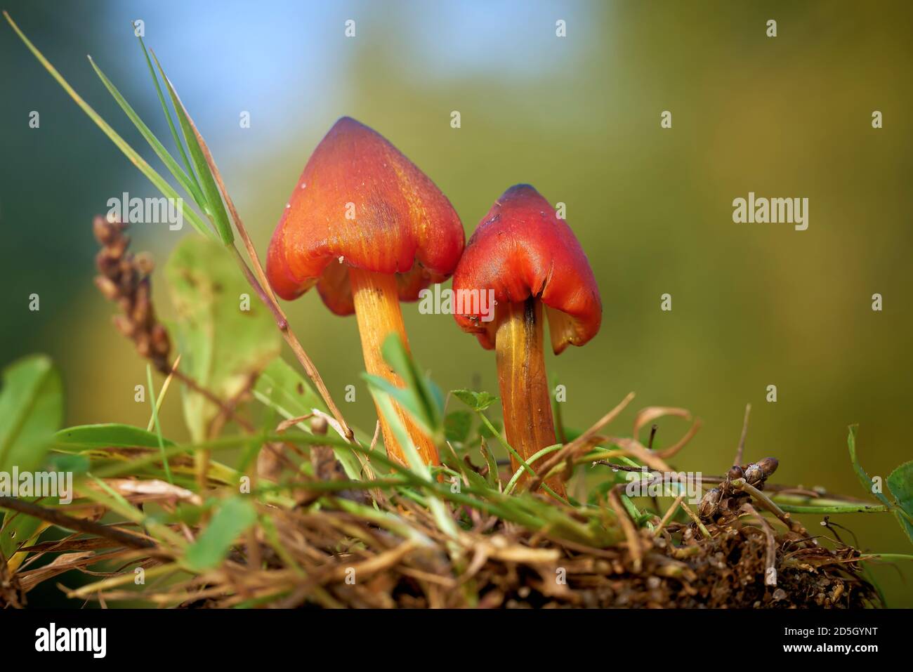 Hexenhut (Hygrocybe conica) Auf einer Wiese in einem Park im Herbst Stockfoto