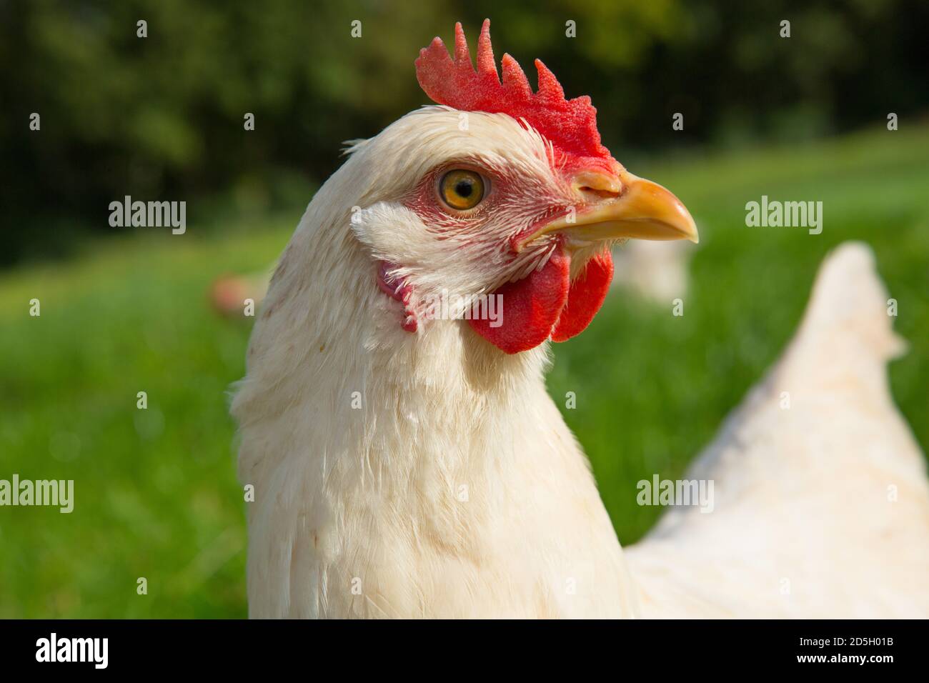 Öko-Legehennen, Grünlandhaltung. Stockfoto