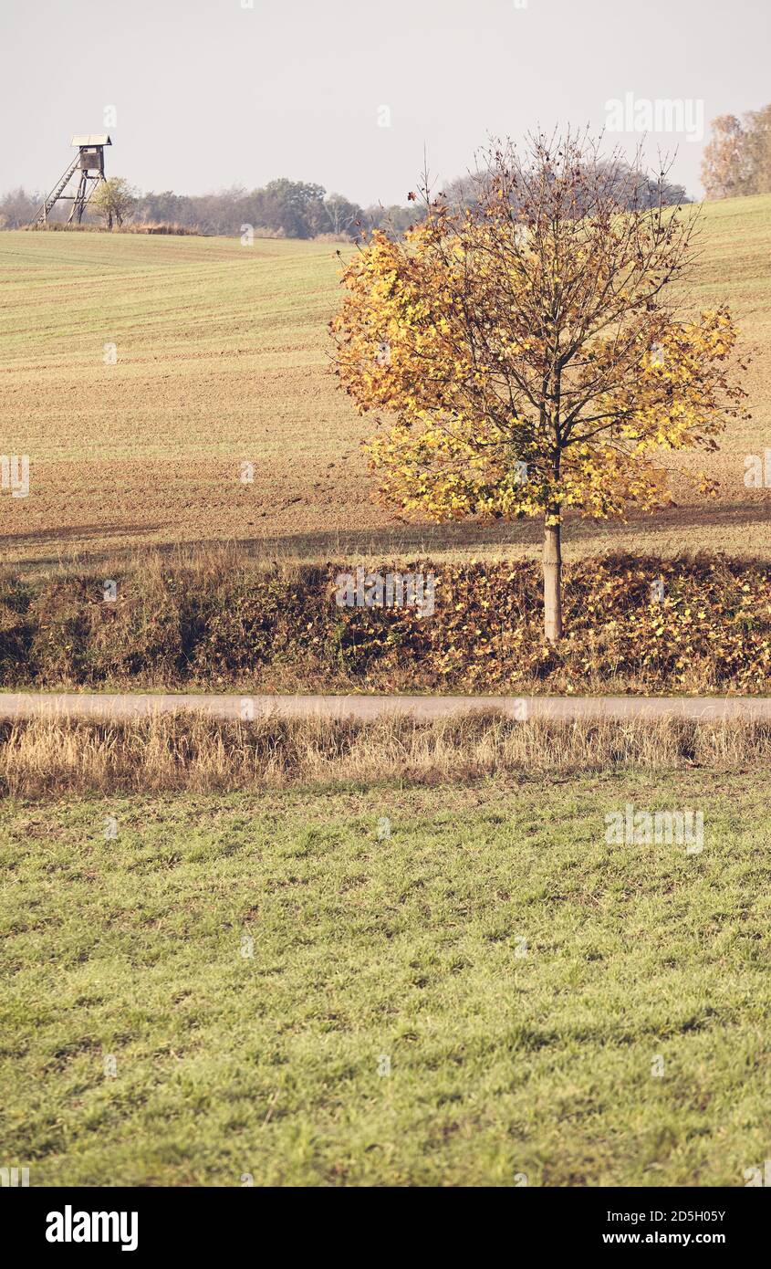 Herbstliche Landschaft mit dem Baum bei der Straße, die Farbtonierung angewendet. Stockfoto