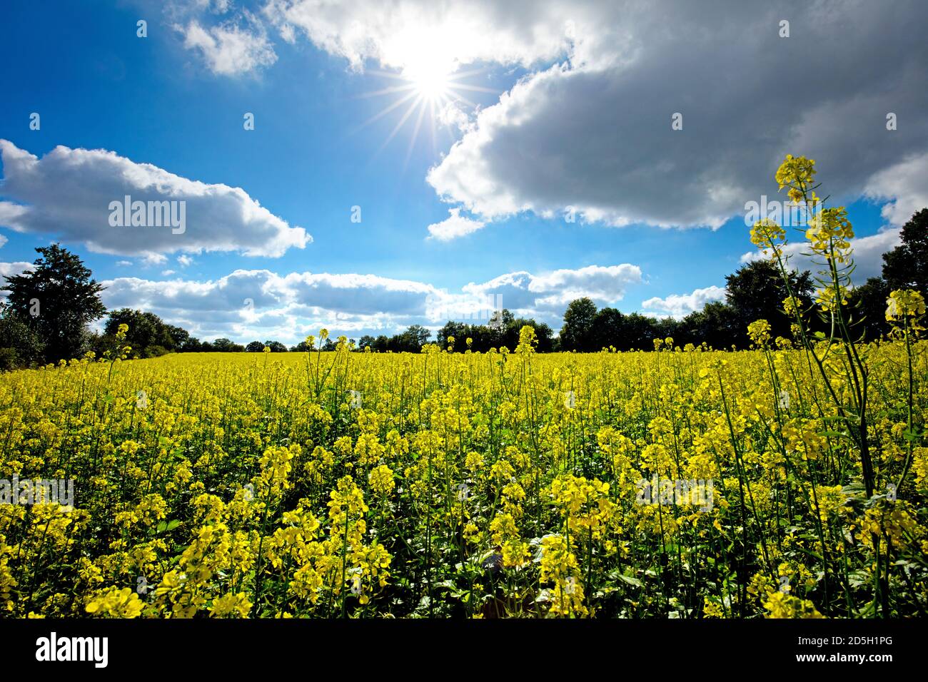 Deutschland, Ackerbau, Winterbegrünung. Stockfoto