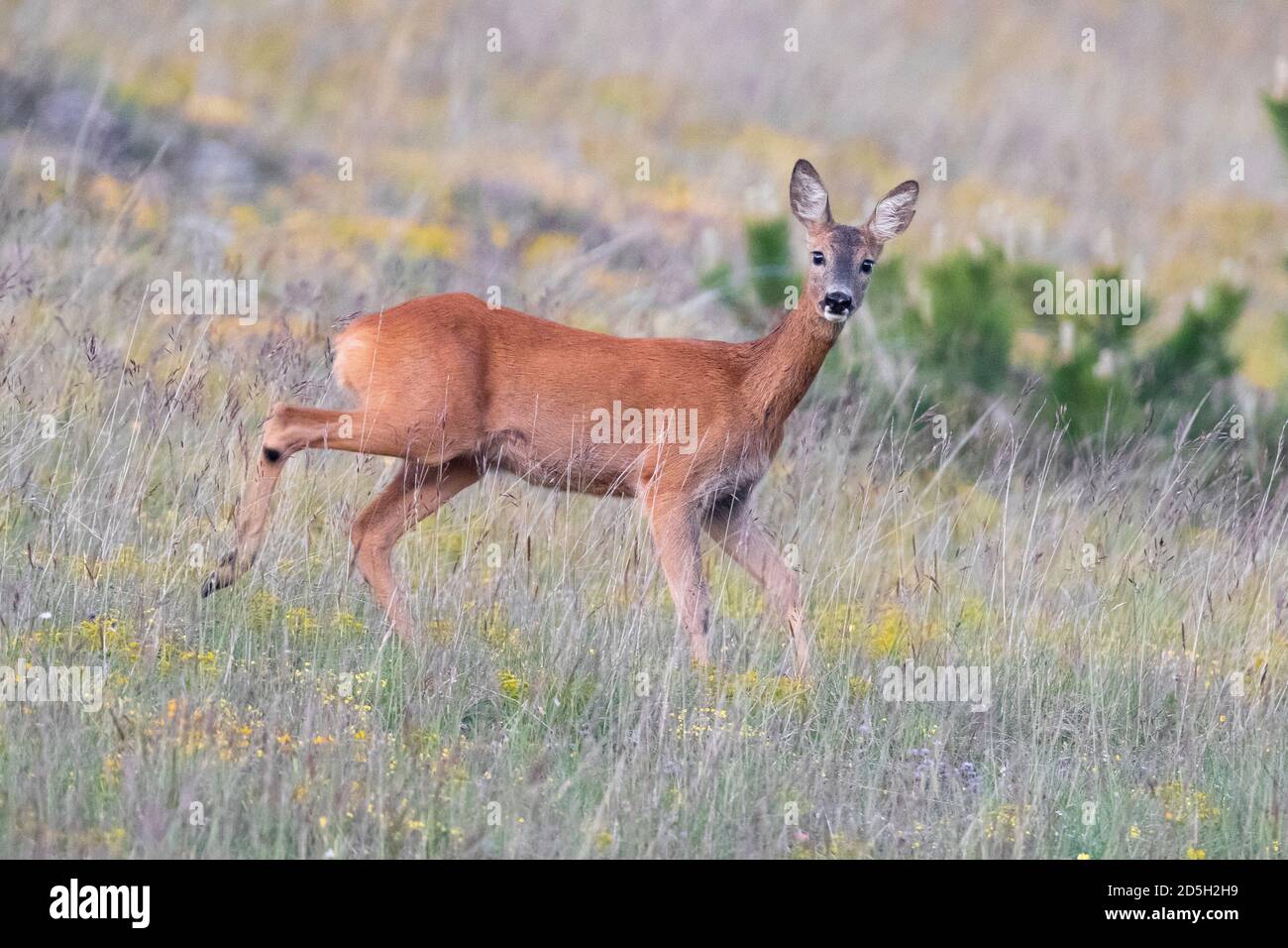 Roe sehr geehrte (Capreolus capreolus italicus), Erwachsene Weibchen auf dem Gras stehend, Abruzzen, Italien Stockfoto