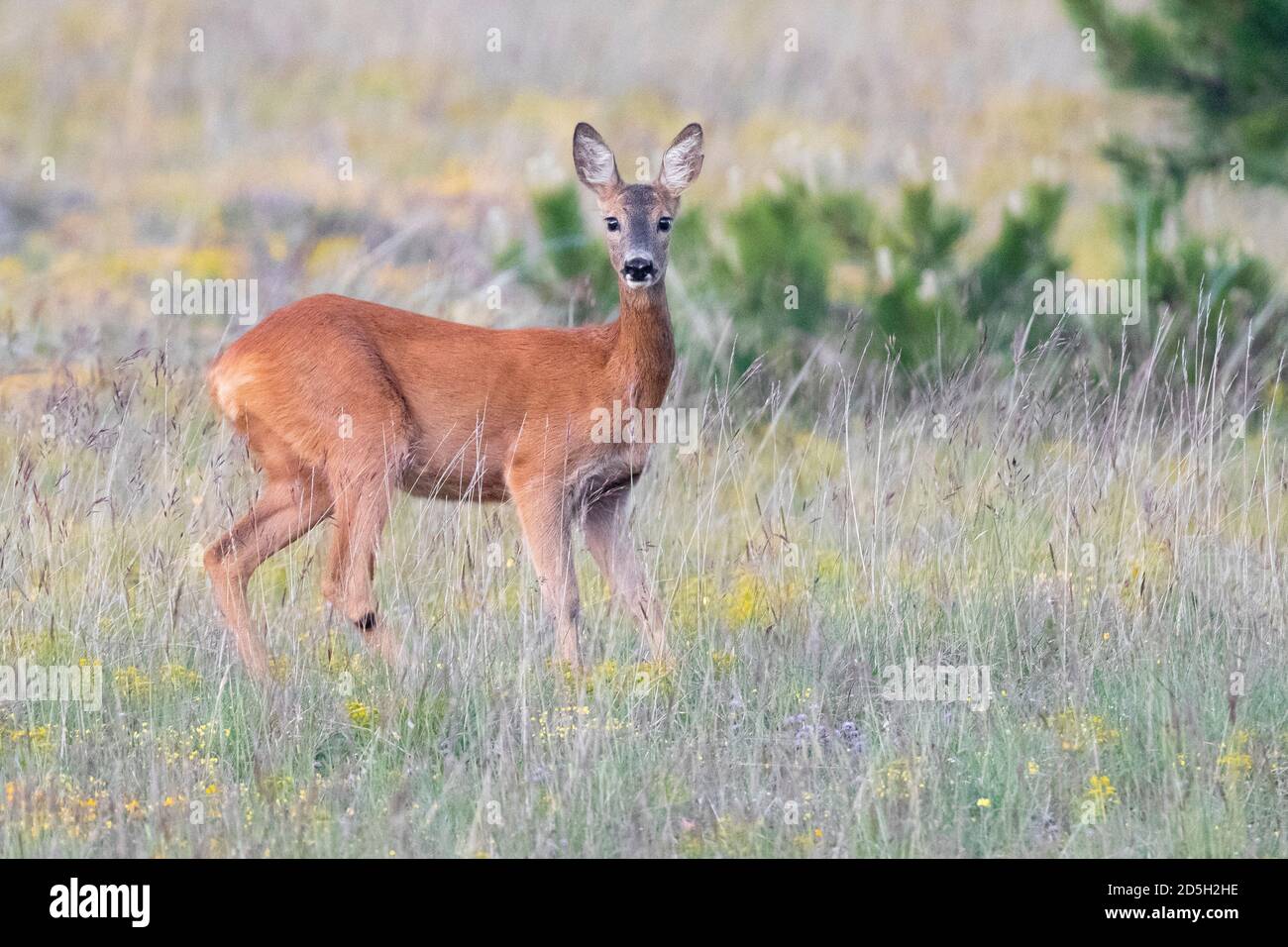 Roe sehr geehrte (Capreolus capreolus italicus), Erwachsene Weibchen auf dem Gras stehend, Abruzzen, Italien Stockfoto