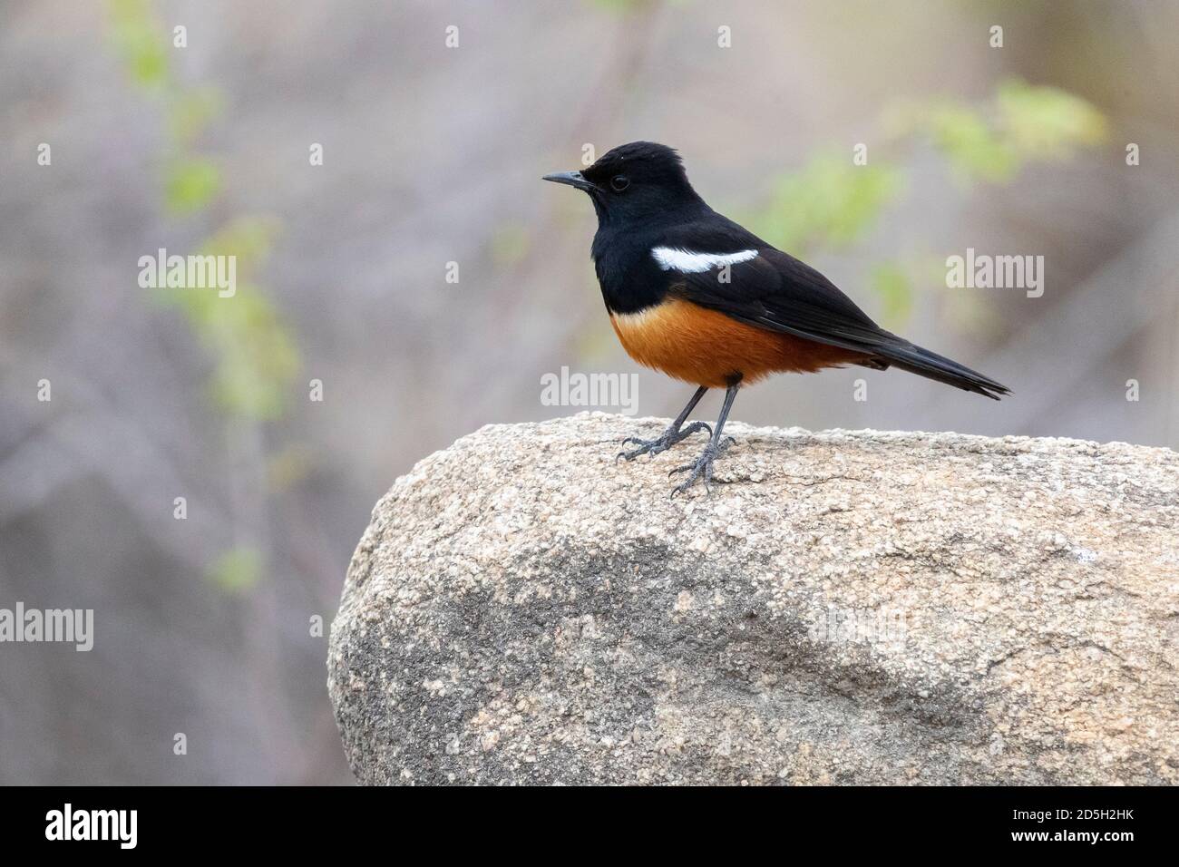 Mocking Cliff Chat (Thamnolaea cinnamomeiventris), Seitenansicht eines erwachsenen Mannes, der auf einem Felsen steht, Mpumalanga, Südafrika Stockfoto