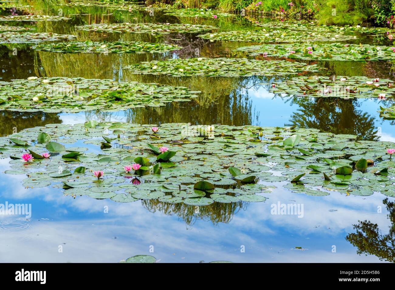 Monets Teich in Giverny mit Seerosen - Frankreich Stockfoto