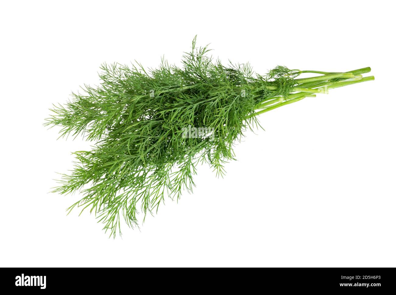 Dill. Frischer Dill isoliert auf weißem Hintergrund. Frischer Fenchelzweig. Draufsicht. Stockfoto