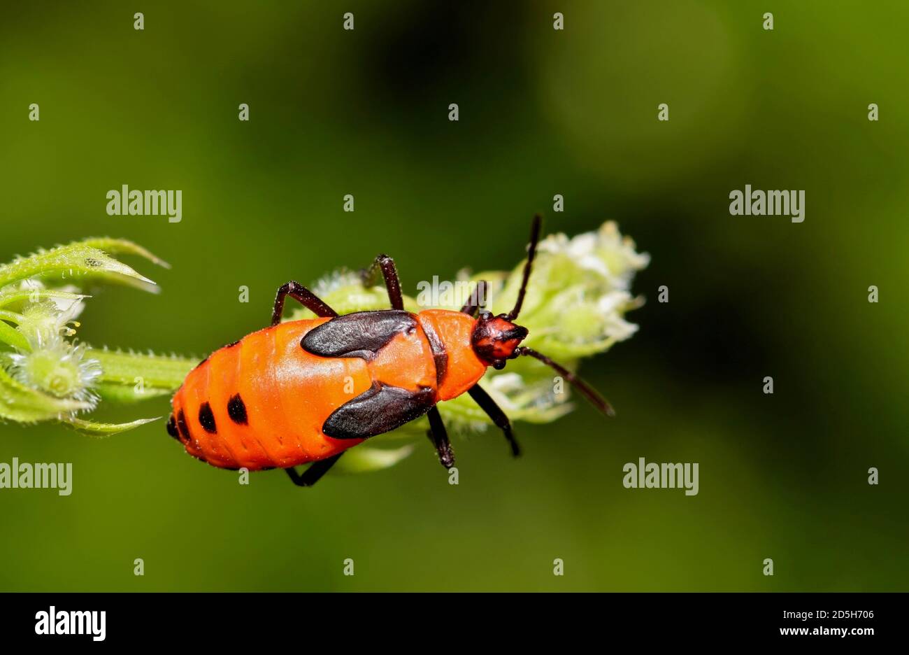 Milkweed Bug Nymphe Makro (Oncopeltus fasciatus) in einem Patch der Bodendecke während eines warmen Nachmittag in Houston, TX. Stockfoto