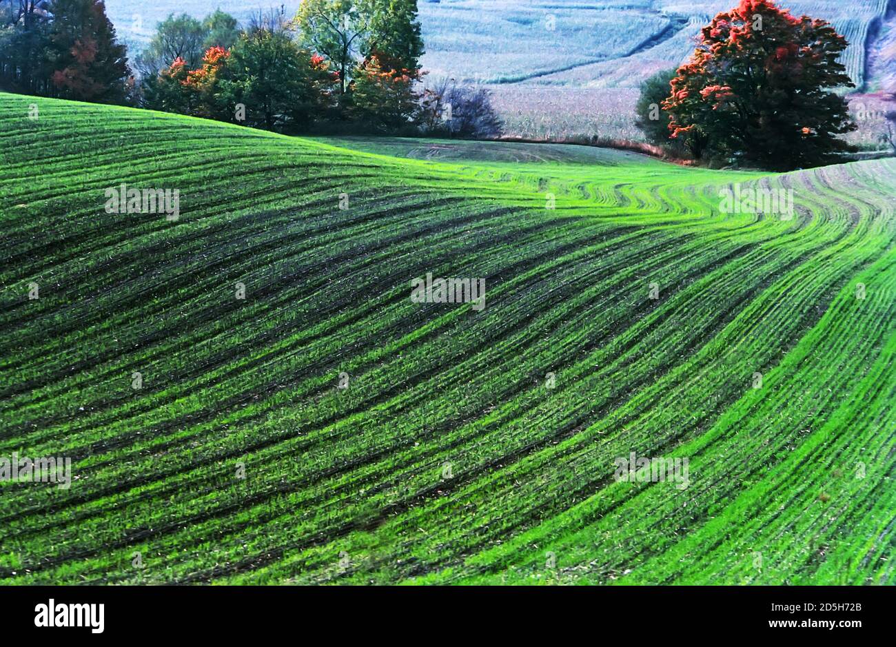 Winterweizen im Herbst gepflanzt beginnt Wachstum vor dem Winter - Staat New York Stockfoto