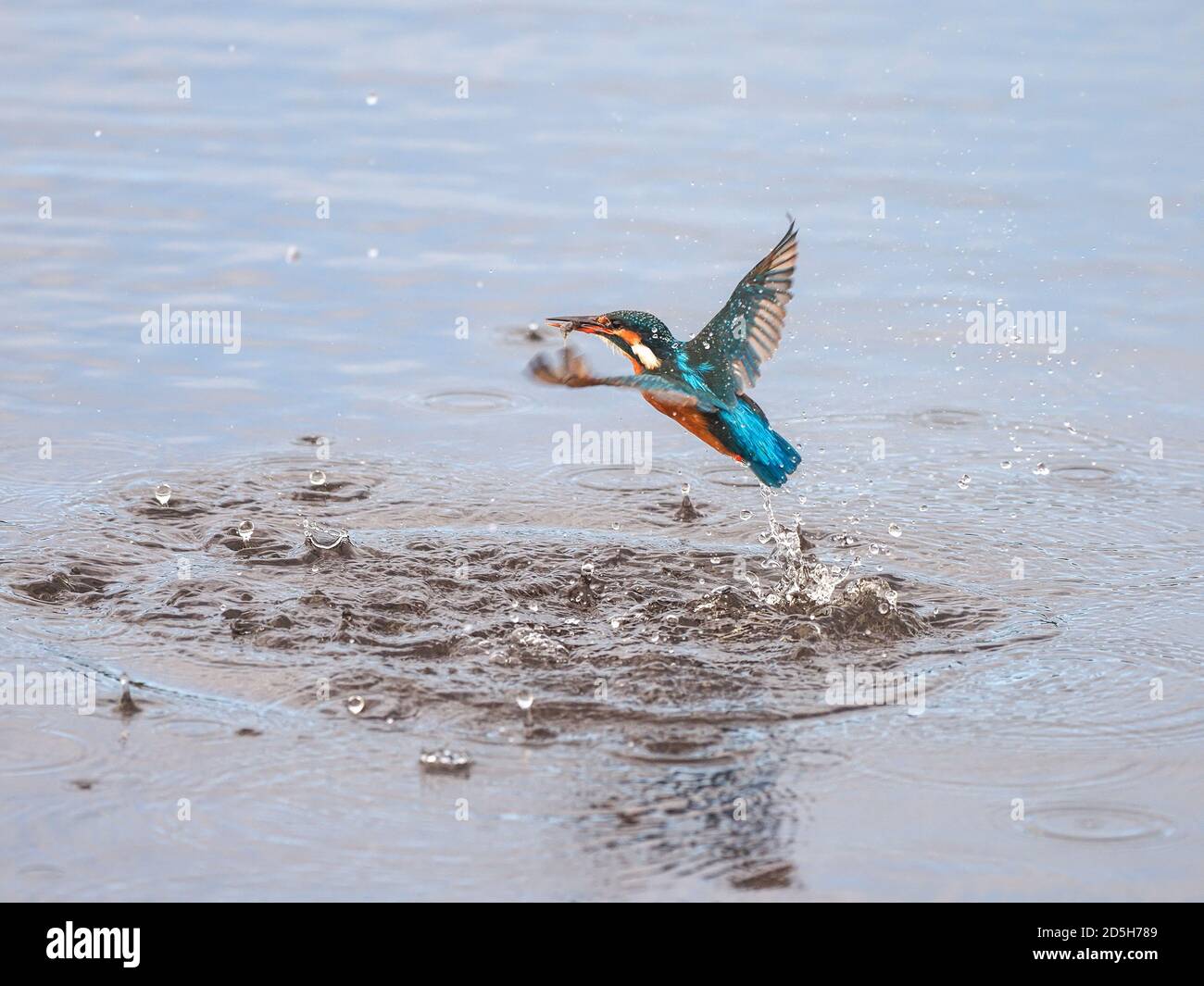 Eisvogel fangen Süßwassergarnelen Stockfoto