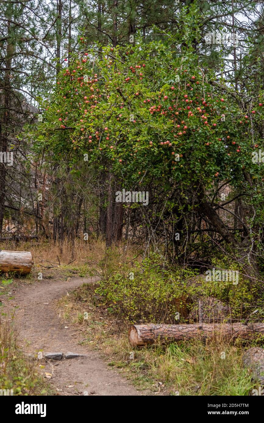 Alter Apfelbaum Im Little Spokane Naturgebiet Stockfoto