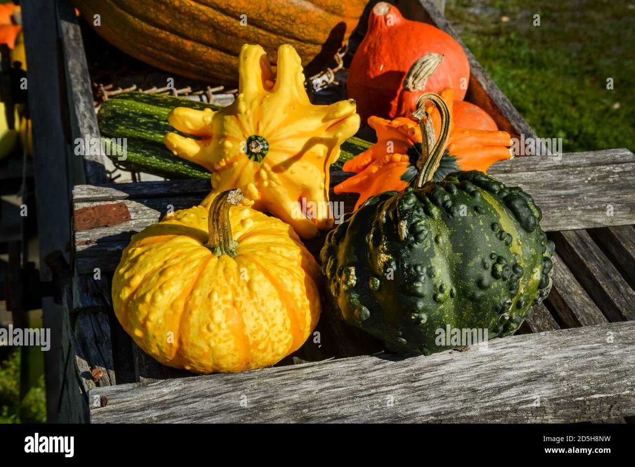 Gruppe von Kürbissen und Kürbissen auf einer Farm in Quebec in der Herbstsaison. Stockfoto