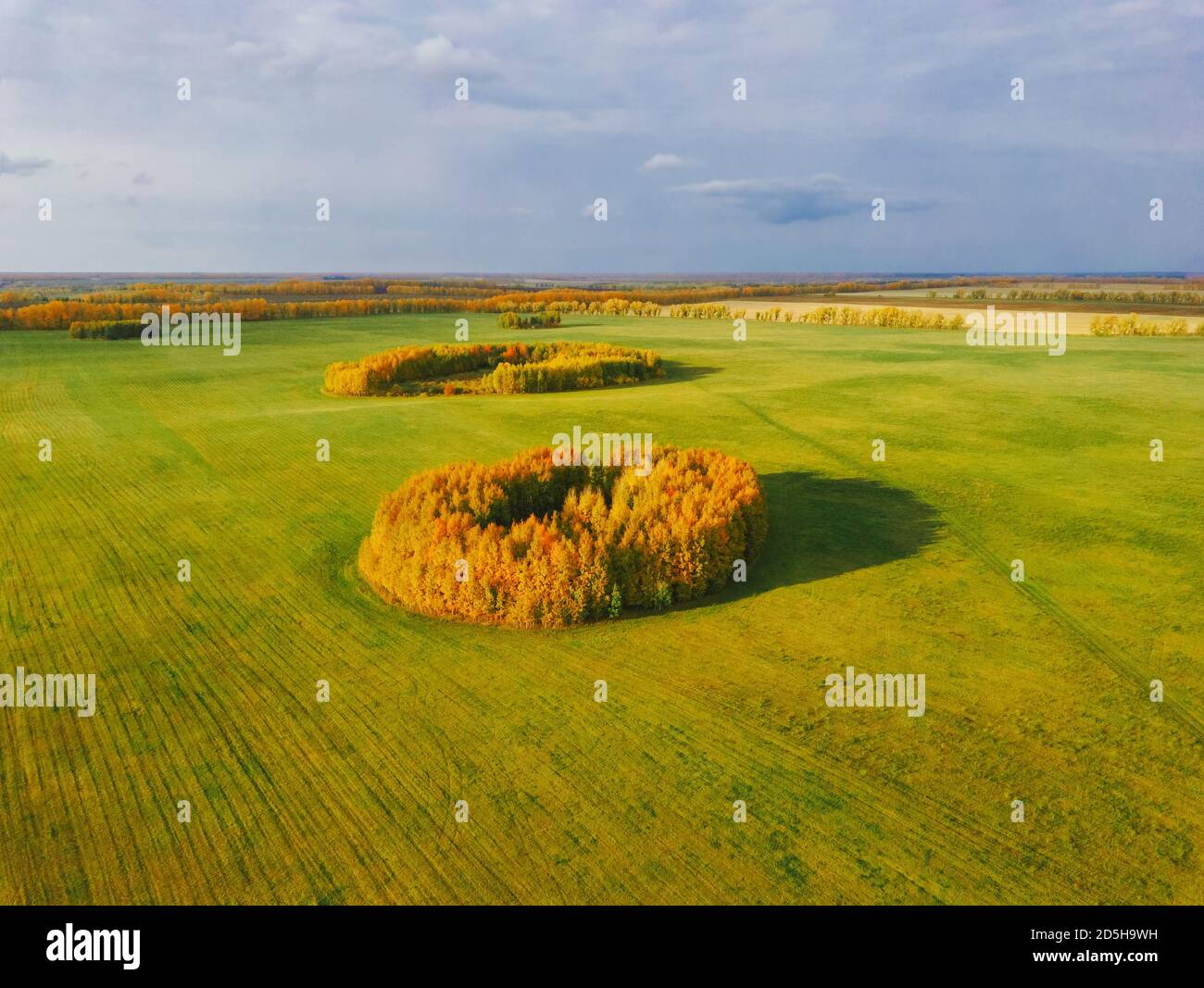 Luftaufnahme des grünen Feldes mit Winterpflanzen mit Inseln Von gelben Herbstbäumen Stockfoto