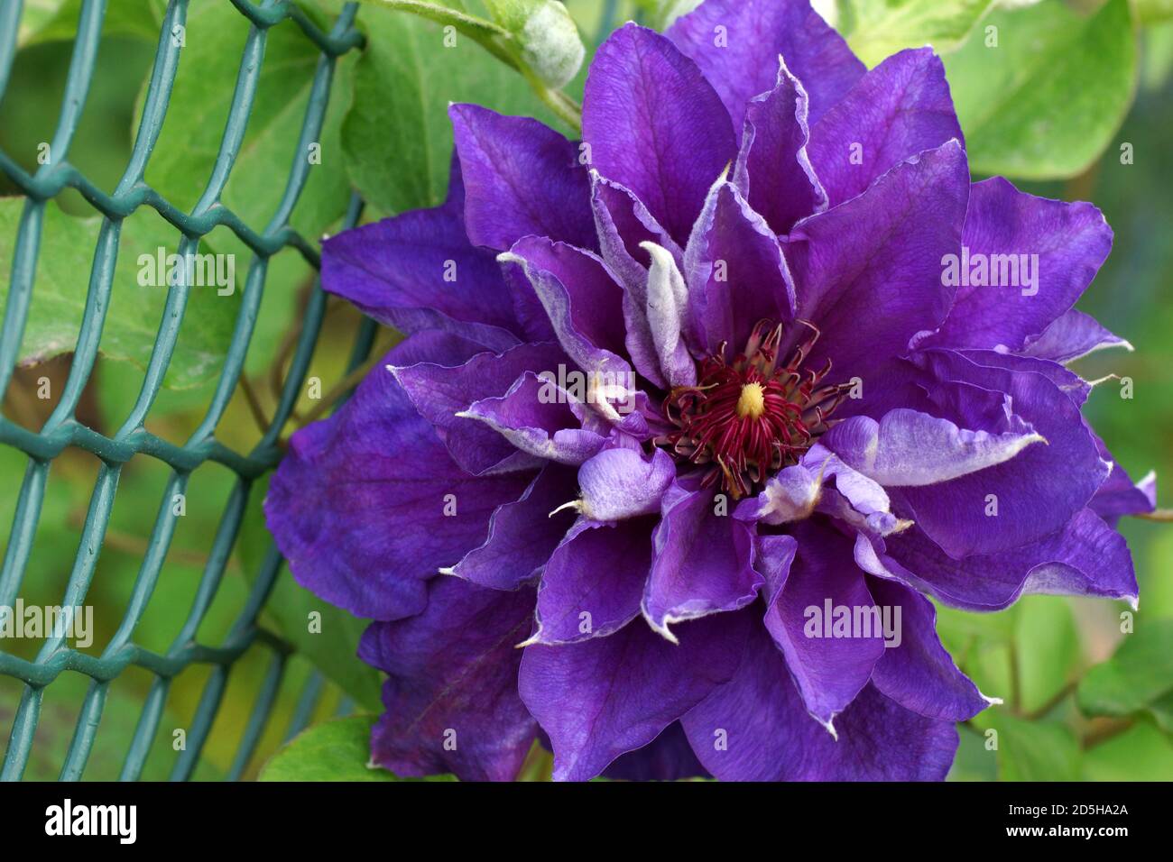 Clematis Shin-shigyoku. Schöne doppelte Clematis Blumen close-up. Eine Pflanze im Garten, im Freien. Eine Blume aus der Nähe. Stockfoto