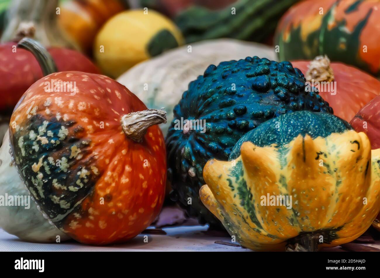 Mehrere verschiedene farbige Kürbisse Nahaufnahme Stockfoto