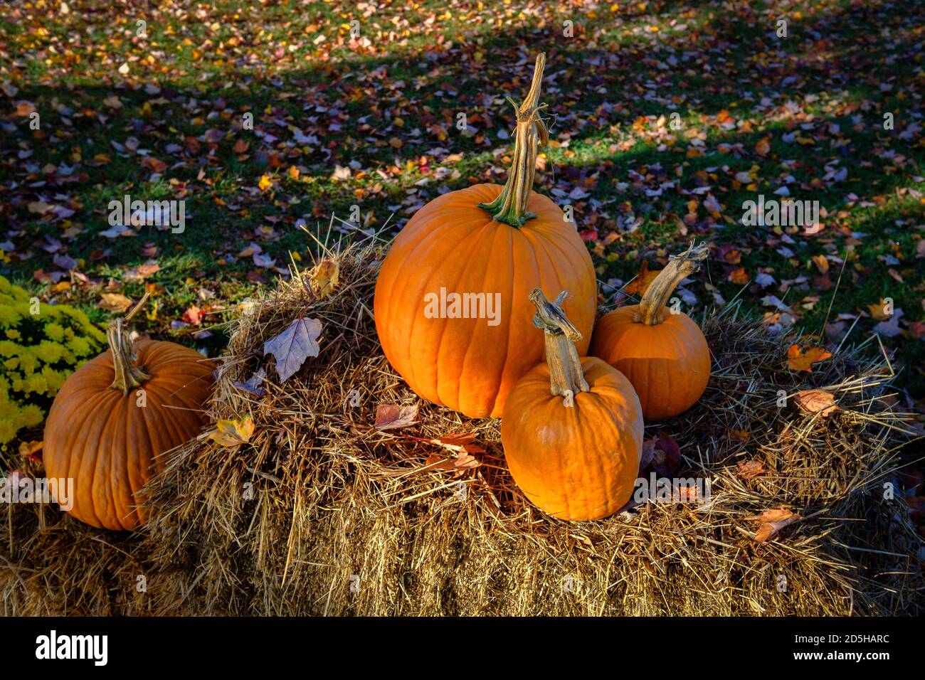 Foto von Halloween Kürbisse auf Heuballen, mit Herbstblättern auf dem Boden Stockfoto