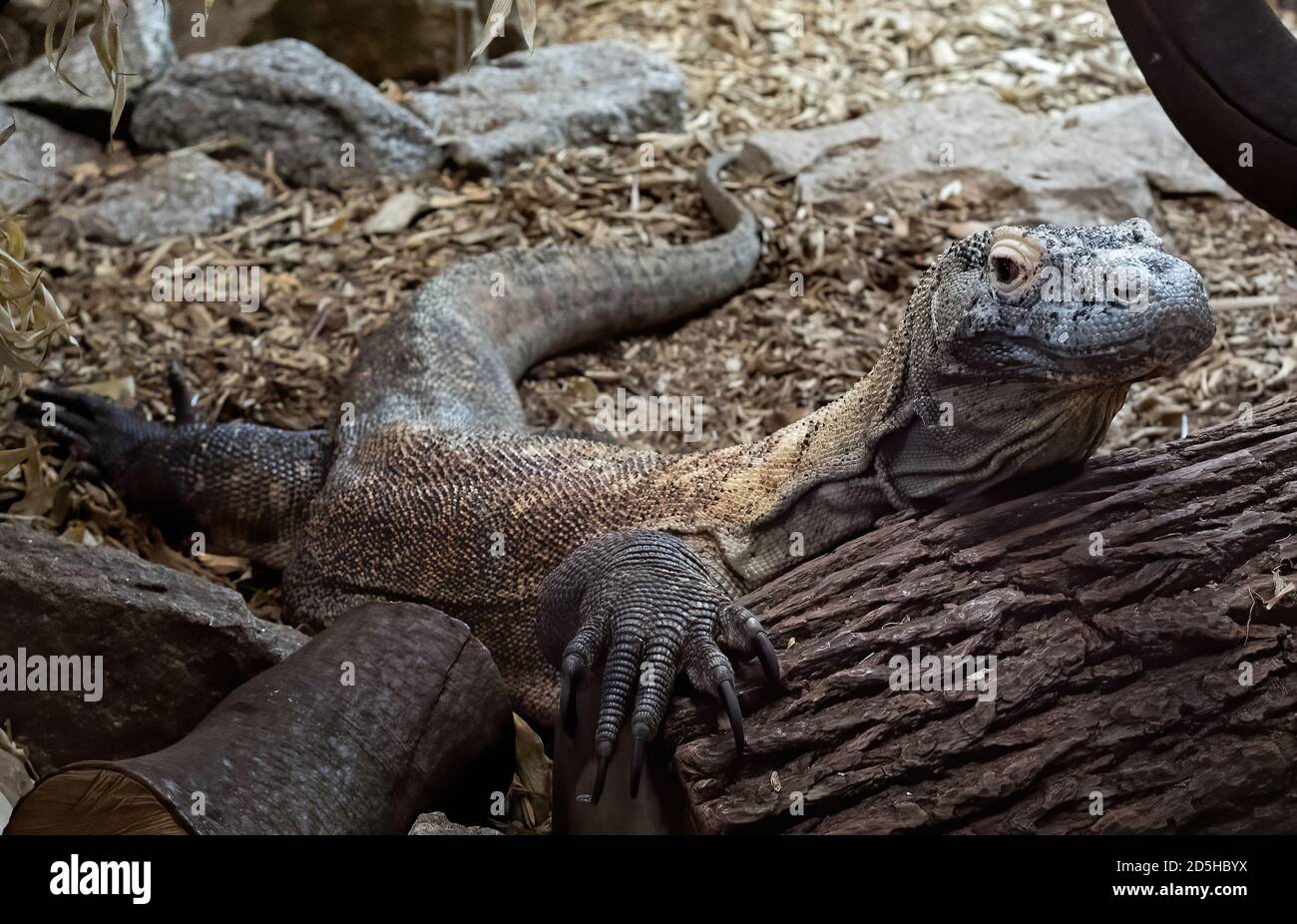 Komodo Dragon versenkte über einem Baumstamm Stockfoto