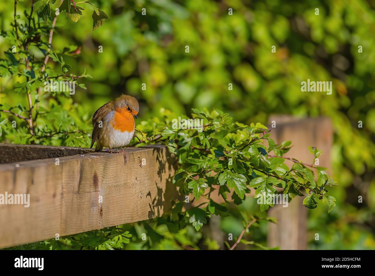 Sehr niedliche Robin sitzt auf dem Zaun Stockfoto
