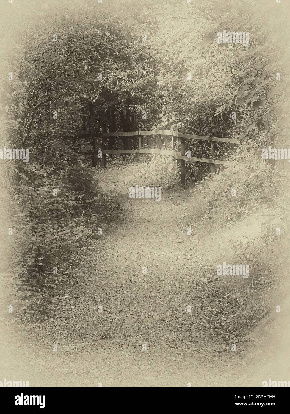 Wald-Spaziergang Stockfoto