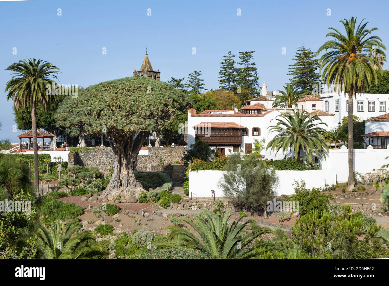 TENERIFFA, SPANIEN - 11. März 2015. Millennial Dragon Tree Park, El Drago oder Drago Milenario, Teneriffa, Kanarische Inseln Stockfoto