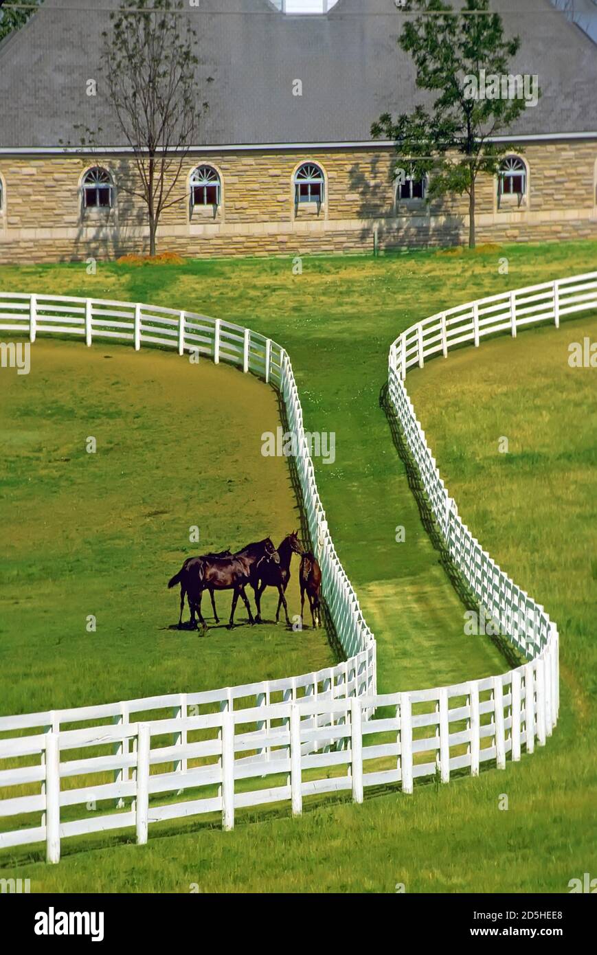 Pferdefarmen in Lexington, Kentucky Stockfoto