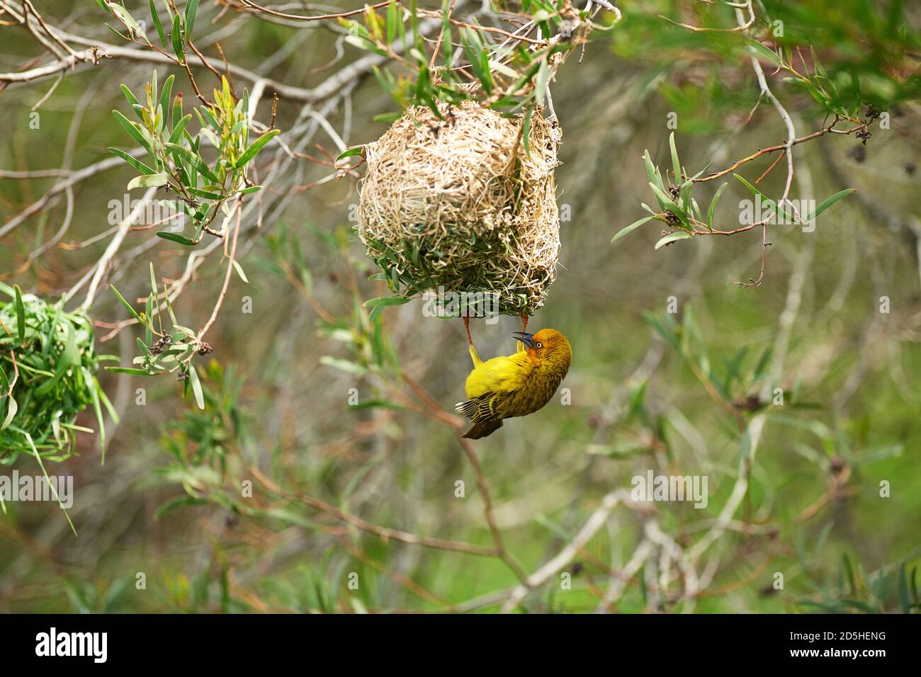 Cape Weaver Vogelbau Nest Stockfoto
