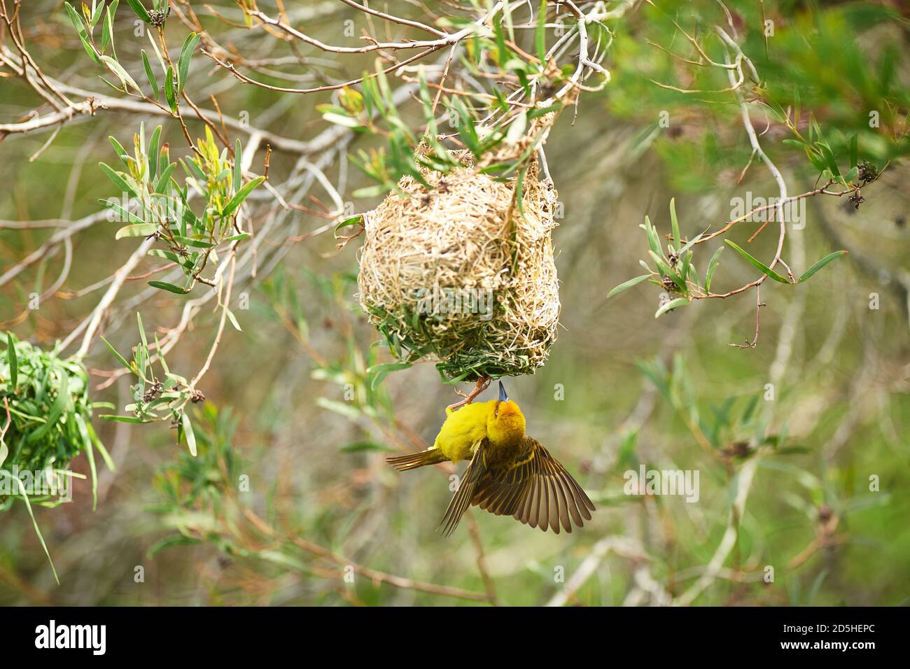 Cape Weaver Vogelbau Nest Stockfoto