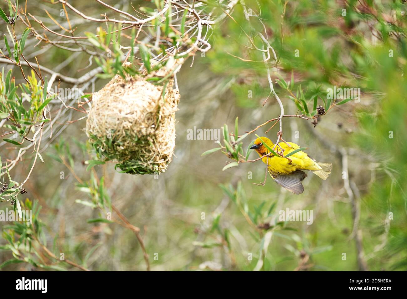 Cape Weaver Vogelbau Nest Stockfoto