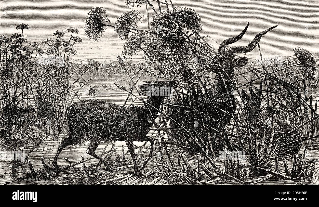 Sitatunga-Antilope (Tragelaphus Spekii), Afrika. Altes XIX Jahrhundert gestochen von Le Tour du Monde 1864 Stockfoto