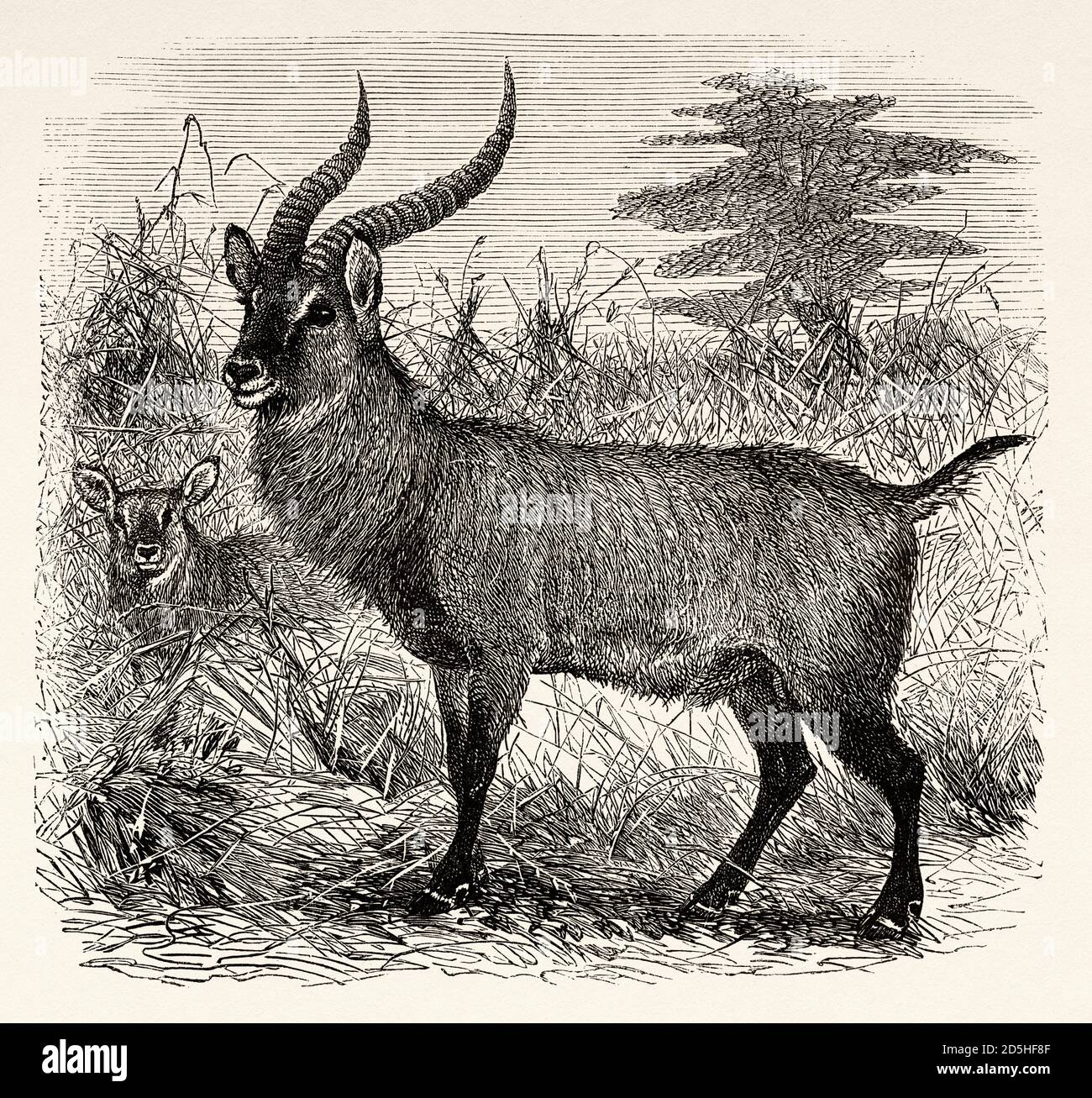 Waterbuck. Kobus ellipsiprymnus, Uganda, Afrika. Altes XIX Jahrhundert gestochen von Le Tour du Monde 1864 Stockfoto