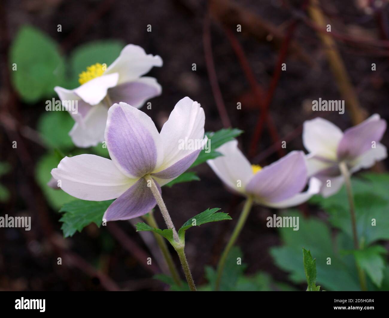 Blühende Anemone-Braut Wilder Schwan im Sommer im Garten. Chinesische Anemone oder japanische Anemone, Thimbleweed oder Windflower Stockfoto
