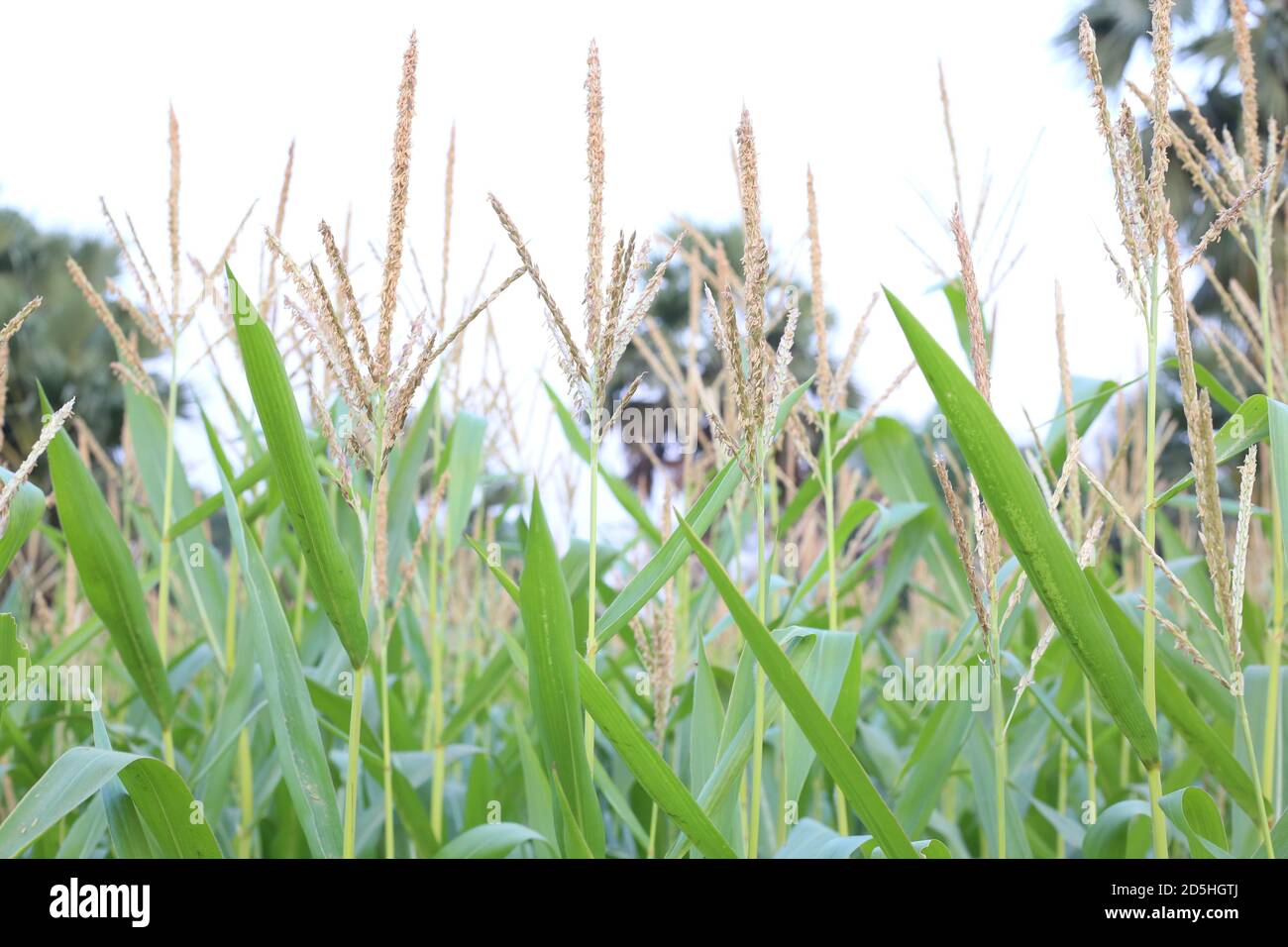 Die Blume des Mais wächst auf dem Feld Stockfoto