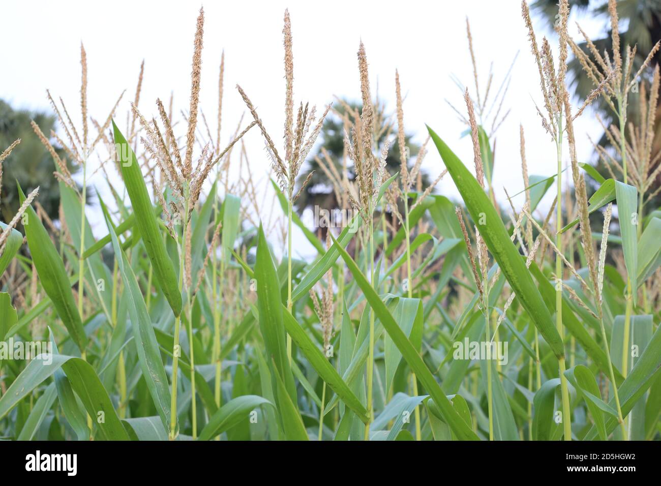 Junger grüner Maisbaum und Blume, die auf dem Feld wächst Stockfoto