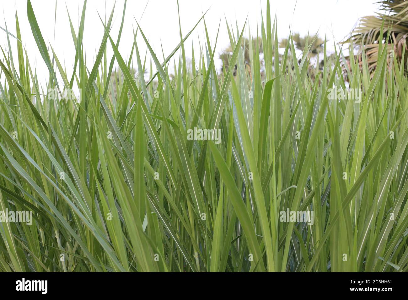 Elefantengras, Napier Grass Stockfoto