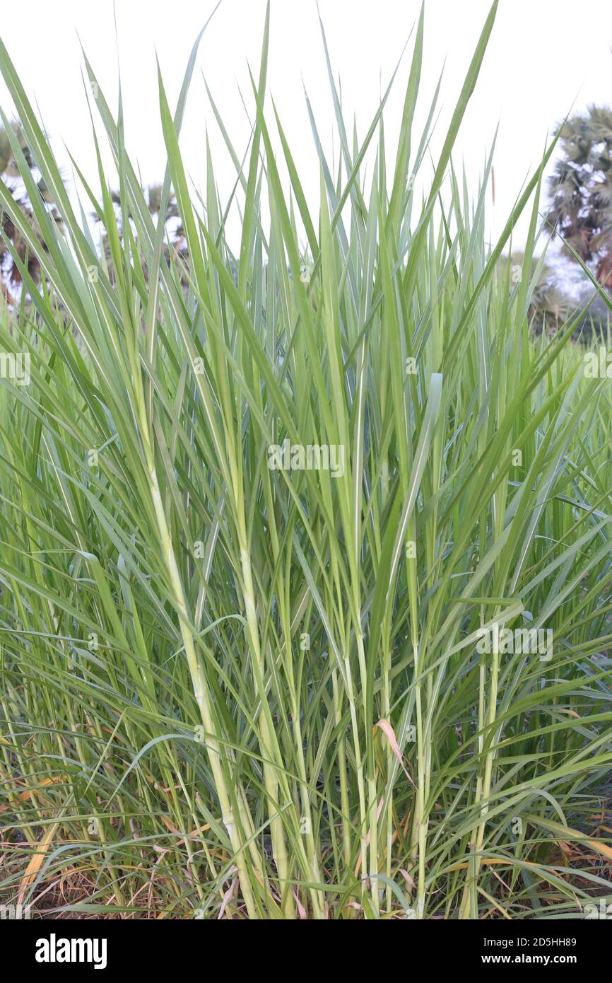 Napier Gras für Milchviehbetriebe Stockfoto