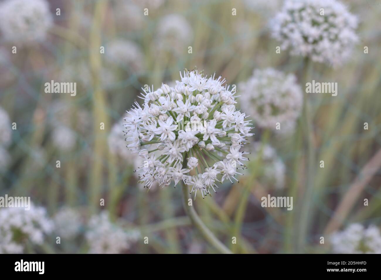 Wachsende Zwiebeln Samen Blume im Garten Stockfoto