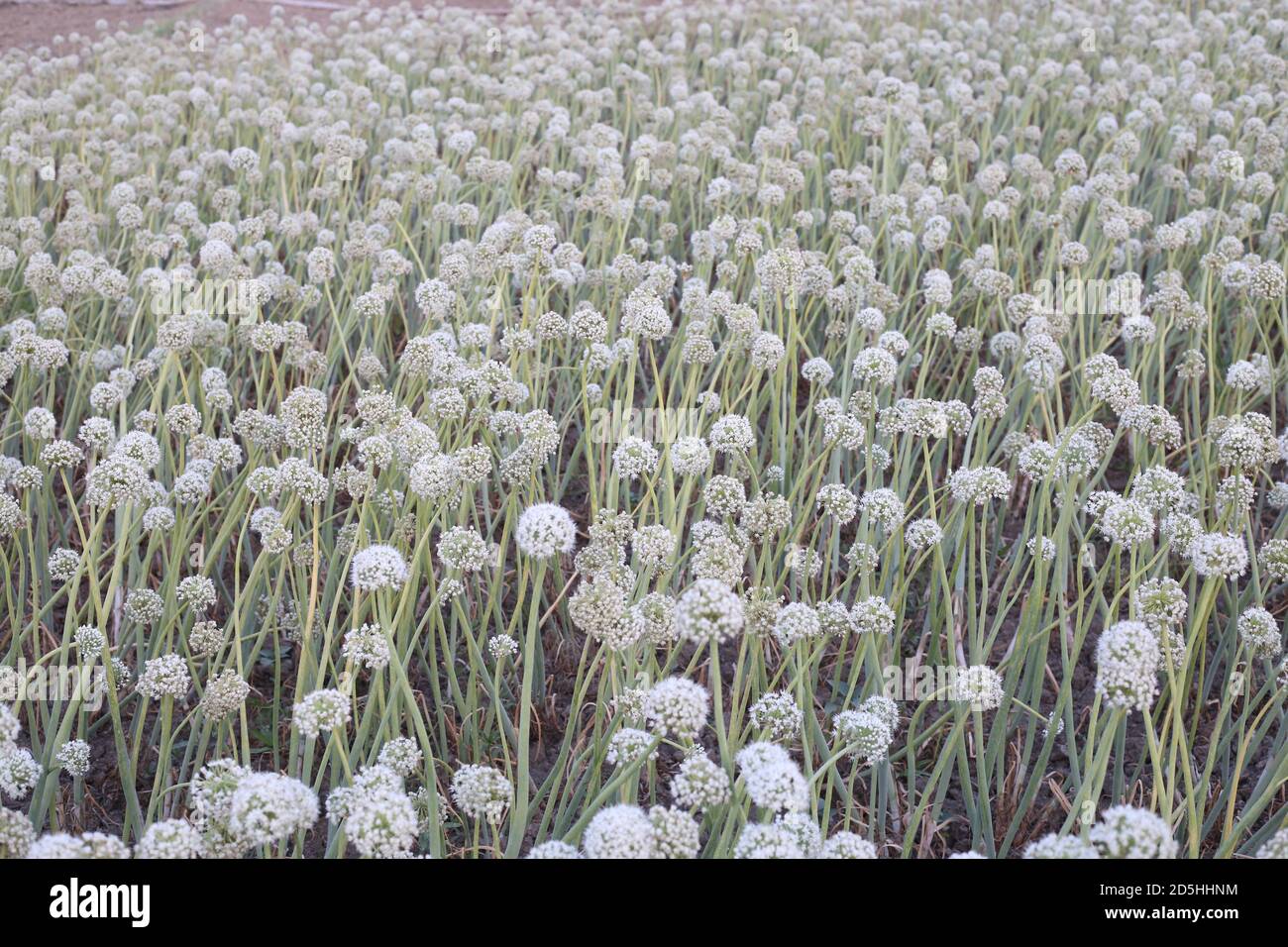 Beste Möglichkeiten, Zwiebelbirnen und -Sets zu Pflanzen Stockfoto