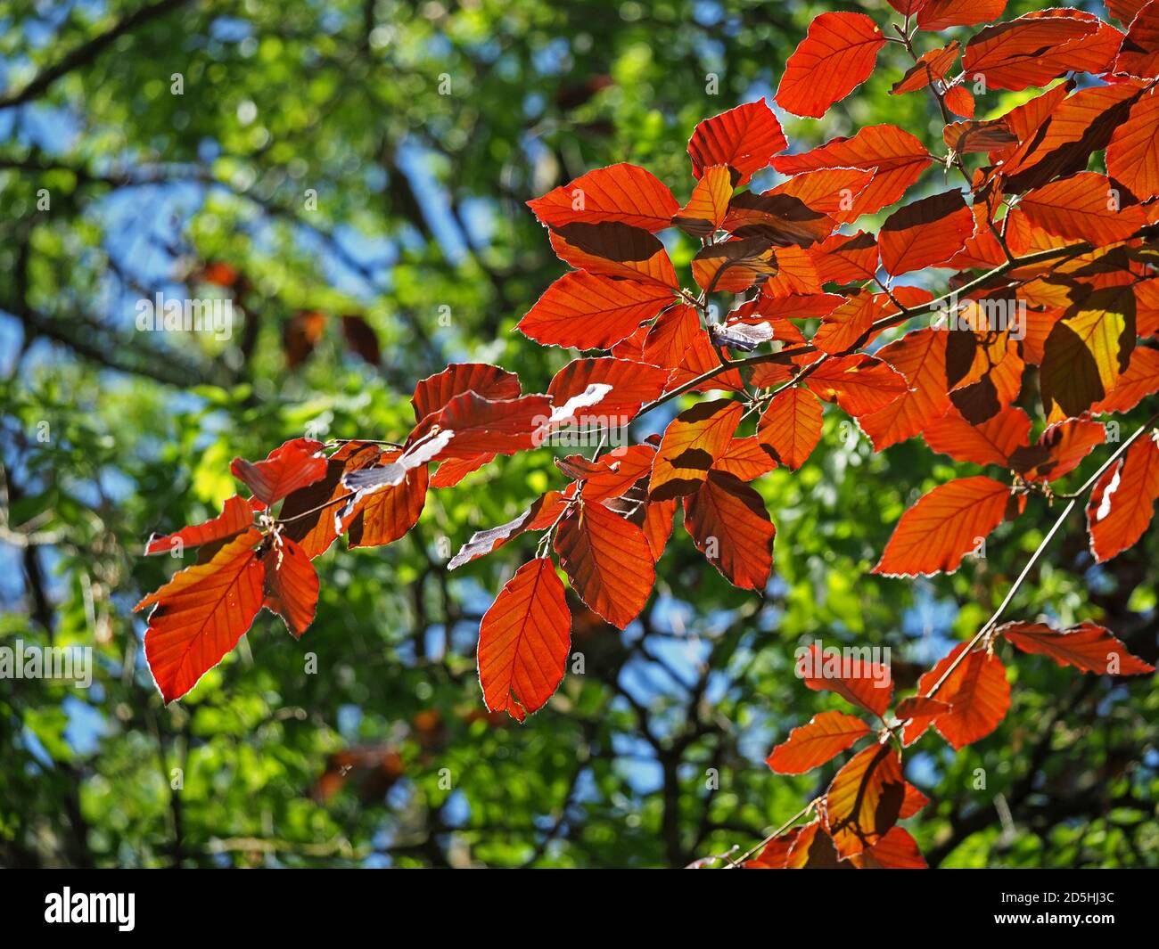 Hinterleuchtete neue Blätter von Kupferbuche (Fagus sylvatica purpurea) bei Sonnenschein in Cumbria, England, Großbritannien Stockfoto