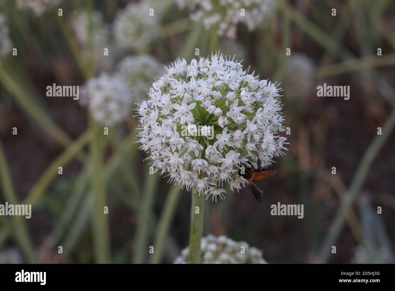 Qualität Saatgut Produktionstechnologie von Zwiebelpflanzen Stockfoto