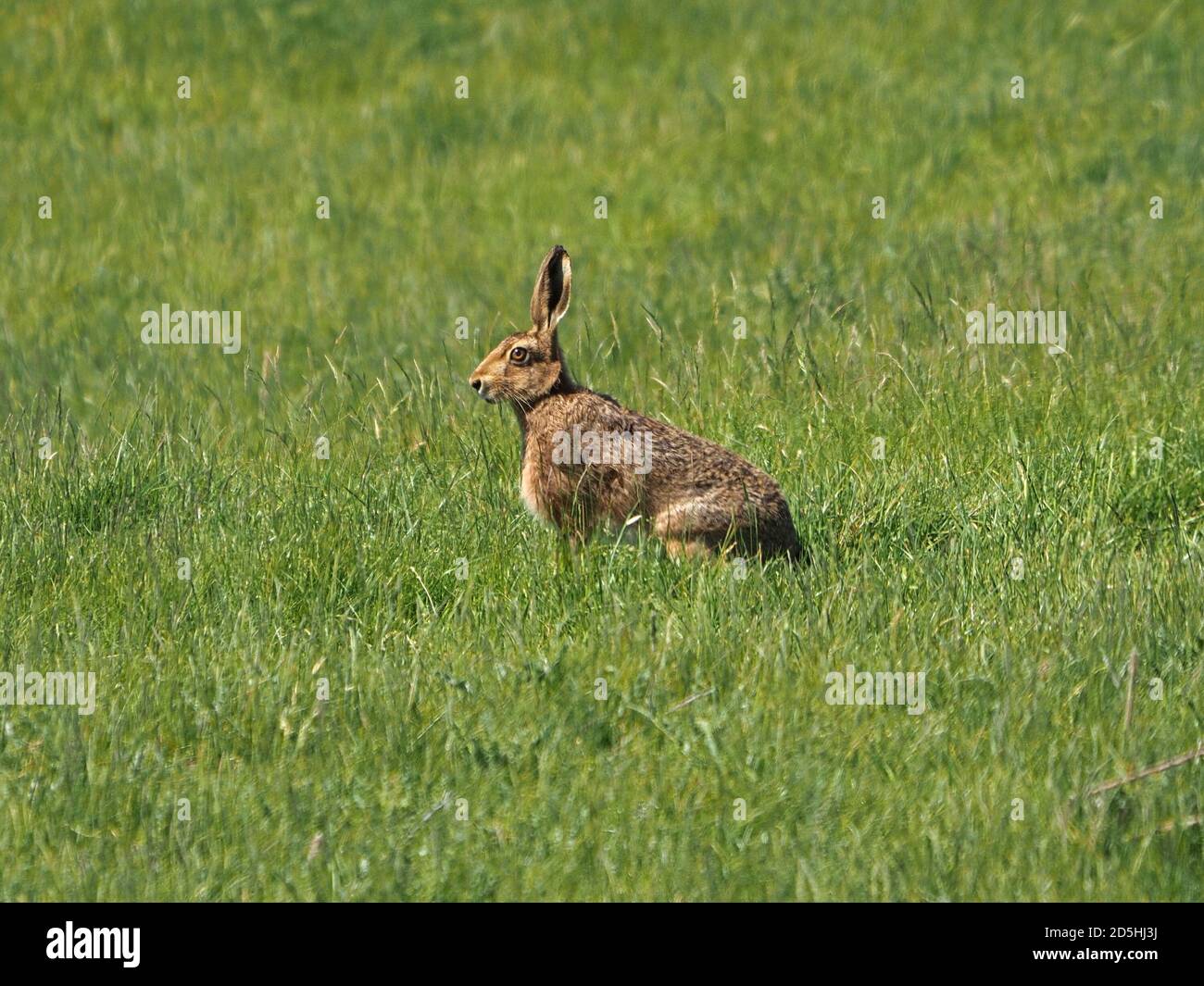 Helläugiger brauner Hase oder Europäischer Hase (Lepus europaeus) mit langen Ohren & Schnurrhaaren auf grünem Frühlingsgras der Nordwiese in Cumbria, England, UK Stockfoto