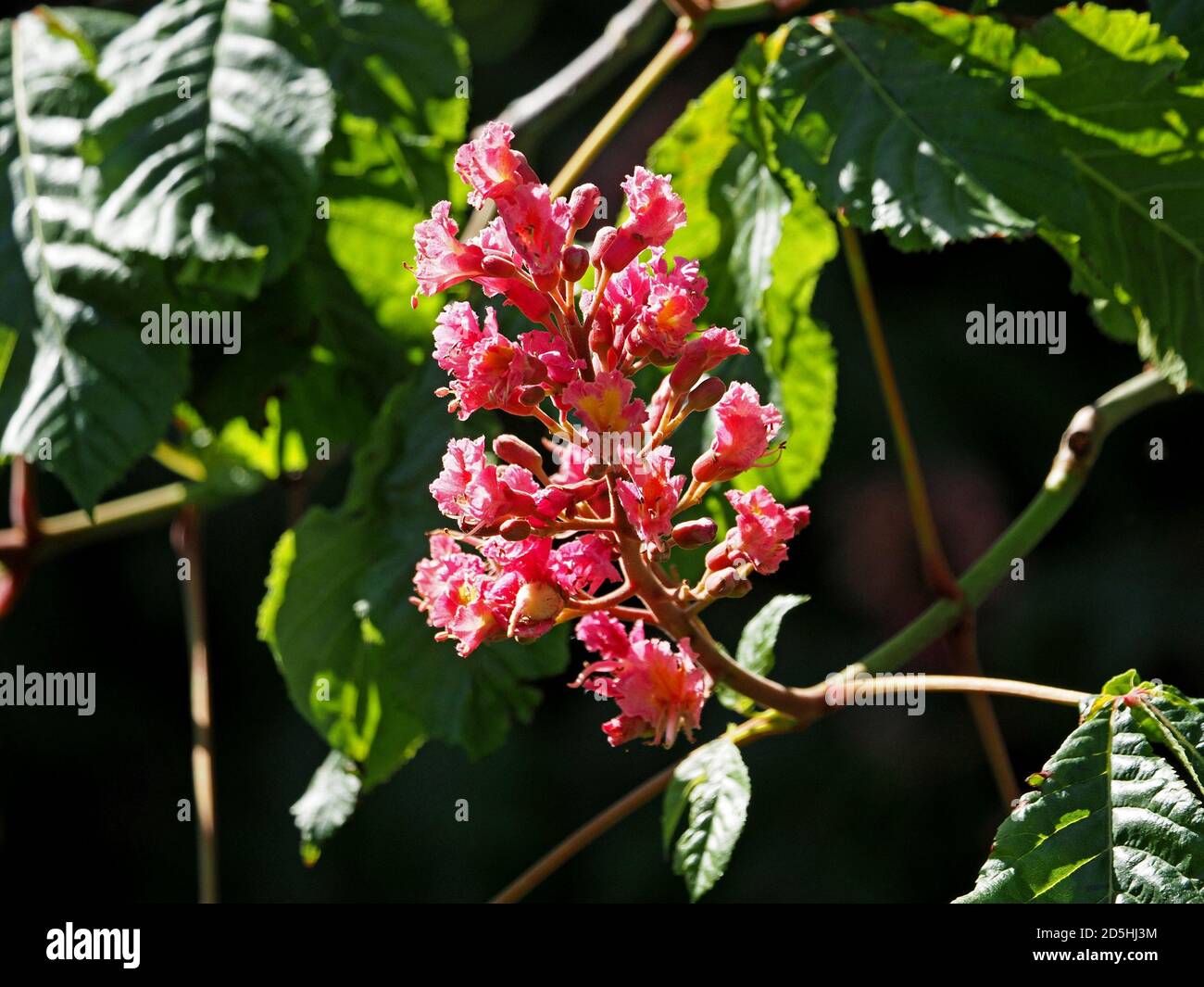 Spektakuläre leuchtend rot gelbe geclusterte Blüten von Red Horse Kastanienbaum (Aesculus x carnea - Hybrid von A. hippocastanum & A. pavia) - grüne Blätter Stockfoto